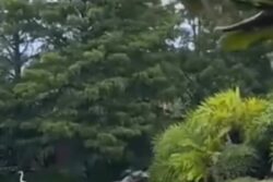 Watch: Alligator, On The Hunt For Bird, Hunted By Crocodile