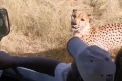 Internet Isn’t Happy With Safari Team’s Close Encounter With Cheetah
