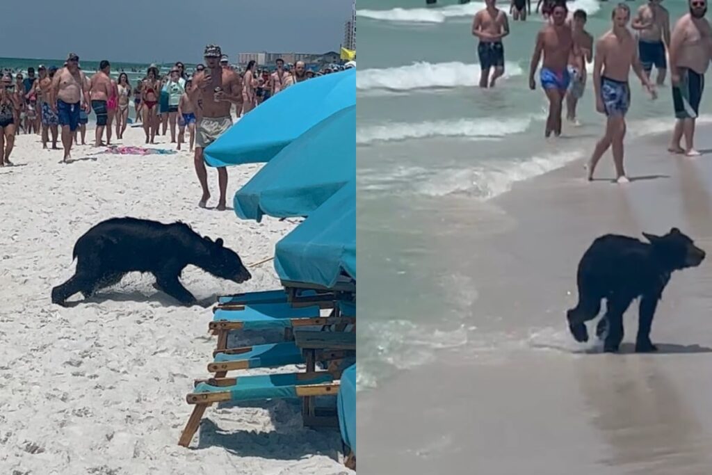 Just A Usual Day At Florida Beach: Black Bear Swims Out Of Water And Leaves Onlookers Surprised