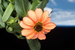 NASA Is Growing Flower In The Space And It's Spectacular