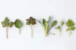 3 Herbs That Can Reduce Menstrual Pain For You Without Pain Relievers