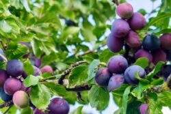 Black Plums: 7 Health Benefits of Having Jamuns This Summer
