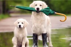 8 Tips to Keep Your Furry Friend Happy and Sound Throughout the Monsoon Season