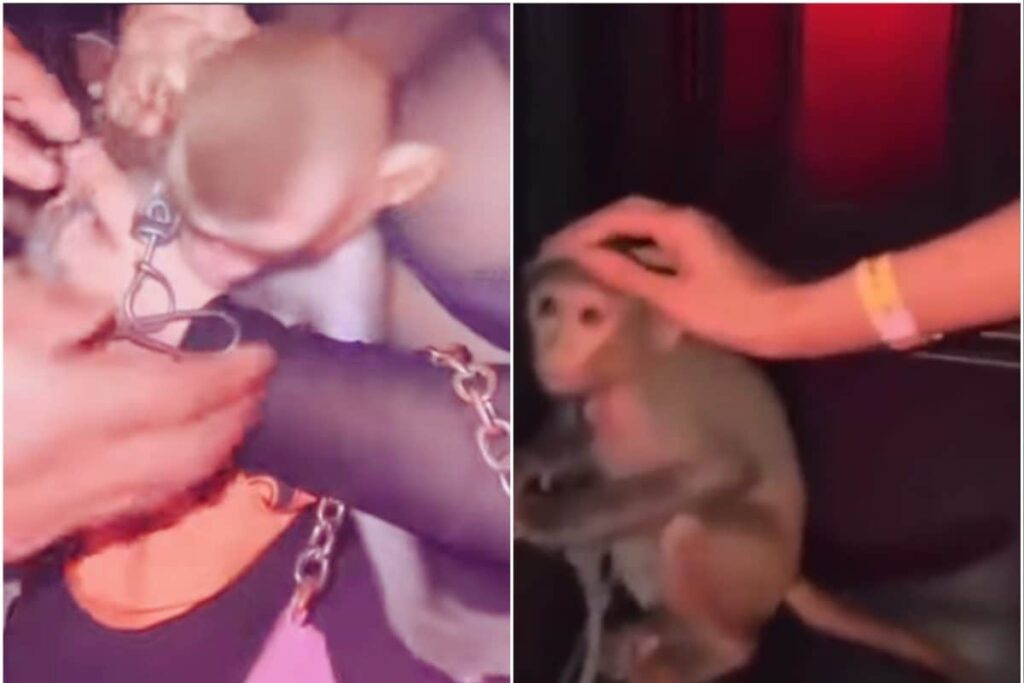 Kolkata Nightclub in Soup After Video Showing Chained Monkey Goes Viral; FIR Lodged