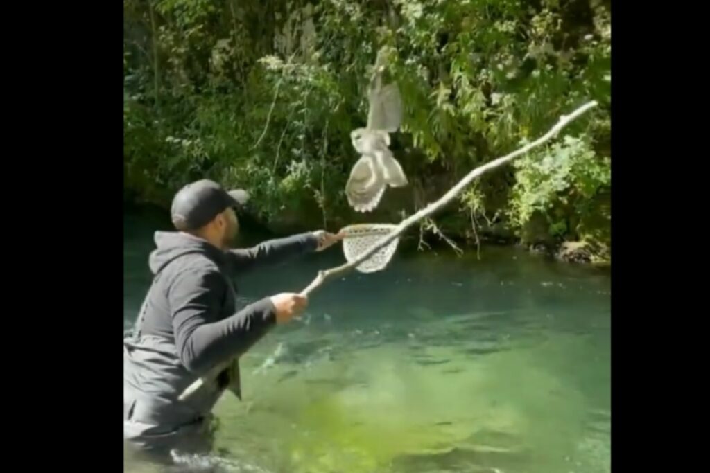 Man Rescues Owl Stuck In A Branch, Internet Calls Him A 'Hero'
