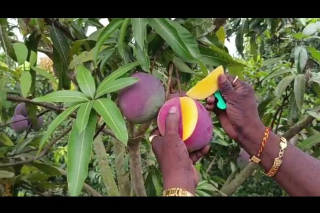 Father-Son Duo from Andhra Successfully Cultivate Global Exotic Mango Varieties Including World’s Most Expensive Miyazaki