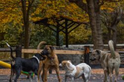 MCD to Come Up with Plan to Make Delhi Free of Stray Animals: Mayor Shelly Oberoi