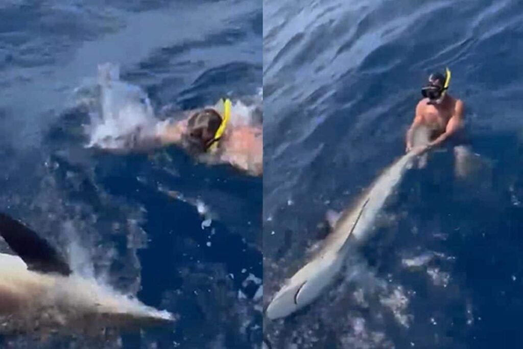 This Video Of Man Wrestling With Shark Is Trending And How