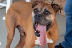 9-Year-Old Boxer Dog With World's Longest Tongue Is Our Favourite Furball