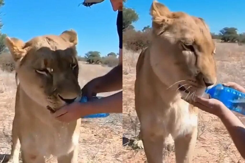 Lioness Drinks Water From A Bottle  - We Have Officially Seen Everything