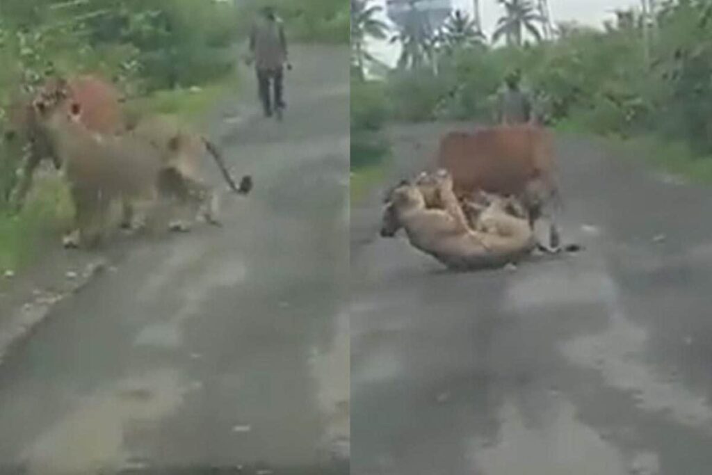Fearless Farmer Puts His Life On The Line To Rescue Cow From Lioness