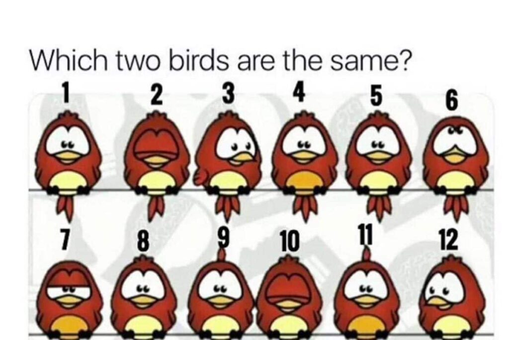 There Are Two Similar Birds In This Picture And You Have To Spot Them