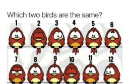 There Are Two Similar Birds In This Picture And You Have To Spot Them