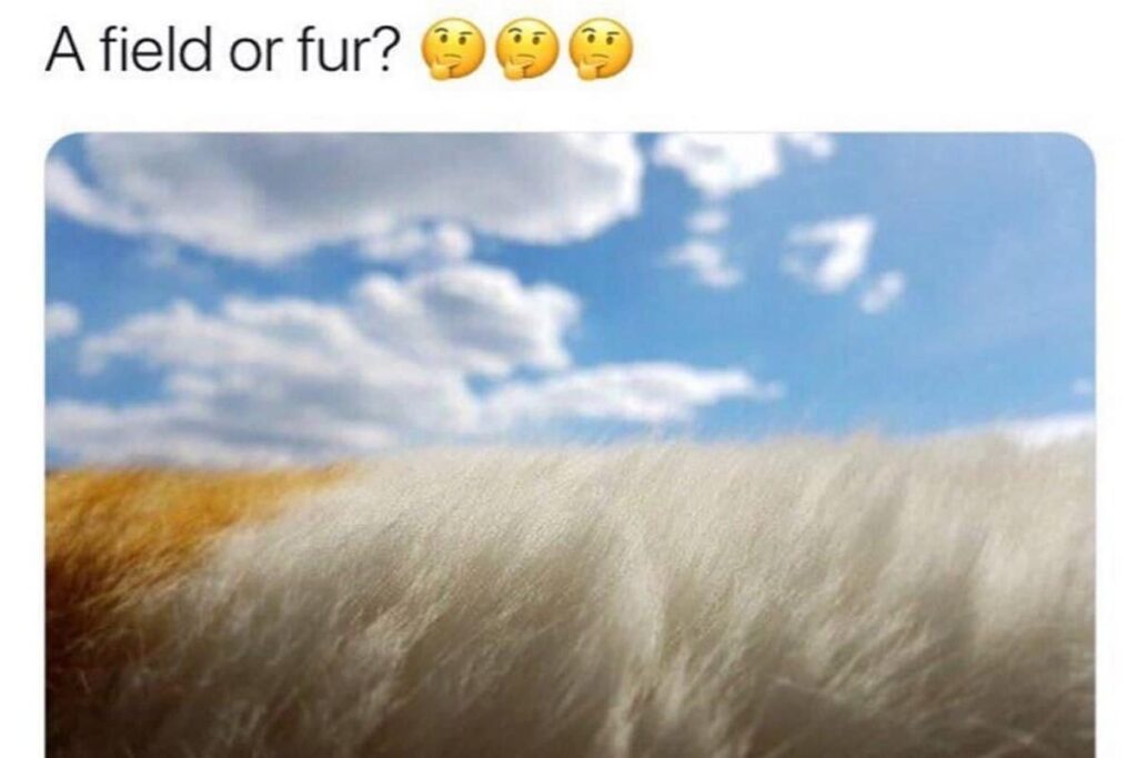 Fur Or A Field? Explore This Optical Illusion For Some Fun