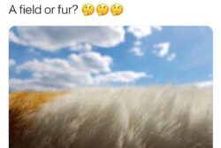Fur Or A Field? Explore This Optical Illusion For Some Fun