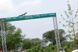 Viral Video: Drunk Man's Push-Ups On Towering Signboard Leaves Internet Stunned