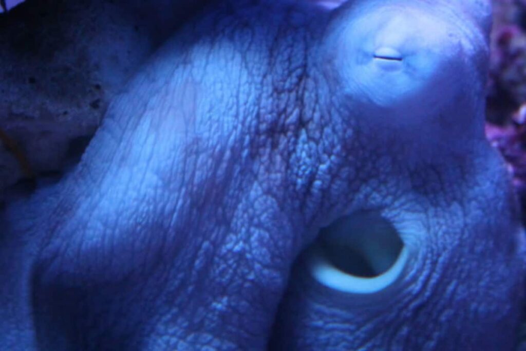 Sleep in the Deep: Do Octopuses Dream Like Humans?