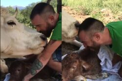 Viral Video Shows Mama Cow Lovingly Licking Man's Arm Who Helped Deliver Her Baby
