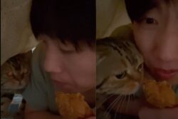 Fried Chicken Is Not Just For Humans And This Cat Tells Us Why