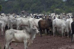 TTD's Tirupati Goshala Sets Record with India's First Sahiwal Breed Calf Born via Cow Surrogacy