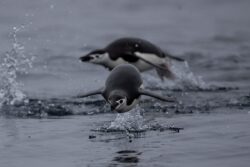 Conserving the Antarctic: Russia, China Block Moves to Protect Fragile Ecosystems for Personal Profits