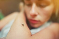 Dengue Alert: 9 Precautions You Should Take To Help Avoid Dengue This Season