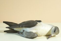 Warming of Pacific Waters Leads to Massive Bird Die-Off in Mexico, Chile, Peru