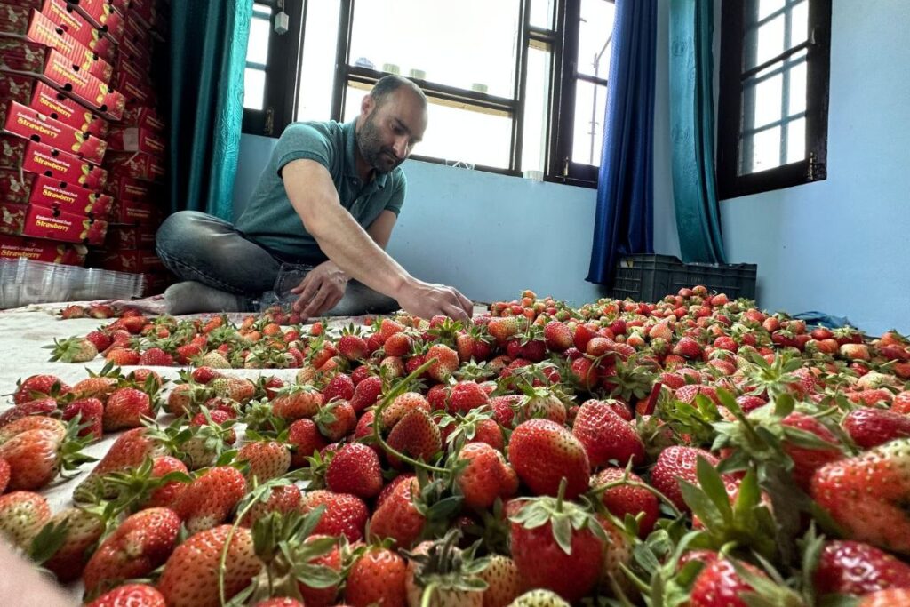 Exploring The Top 5 Incredible Health Benefits Of Strawberries