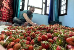 Exploring The Top 5 Incredible Health Benefits Of Strawberries