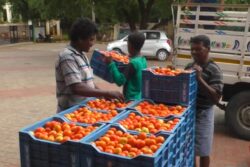 Tomato Price In Tamil Nadu Spoils The Taste