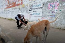 Man Dies in Road Accident in Kochi After Trying to Avoid Hitting Stray Dog