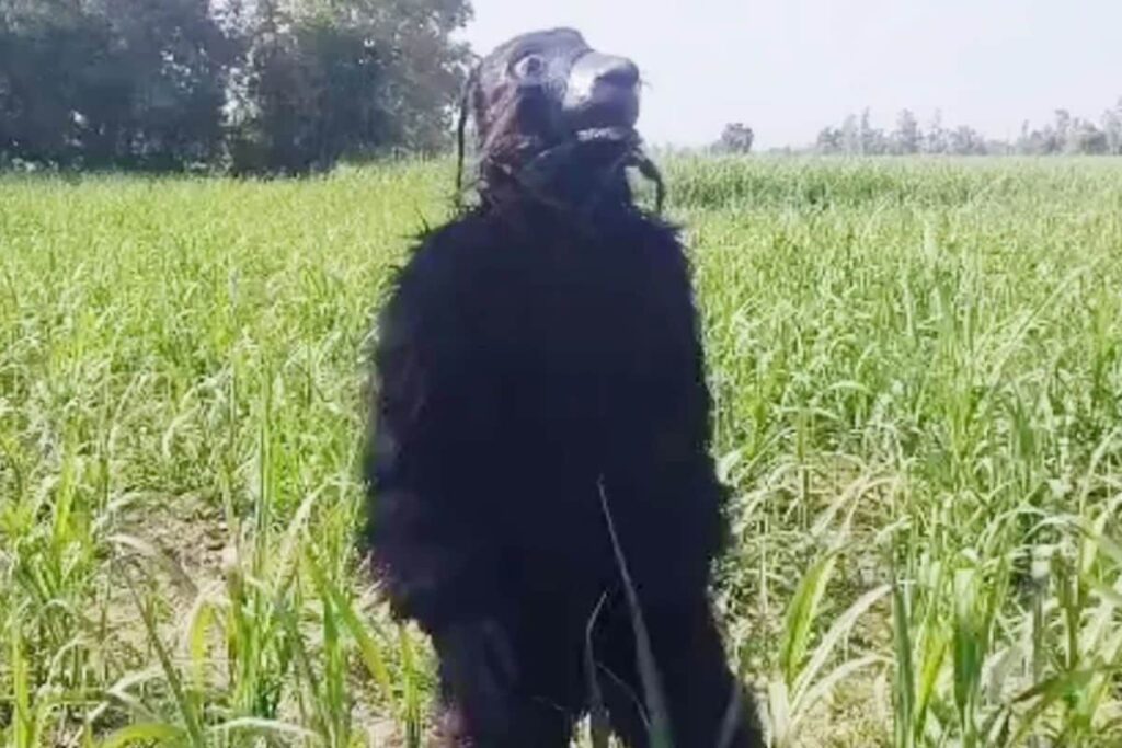 Move Over Scarecrows, Farmers in UP Are Donning Bear Costumes to Save Their Crops from Stray Animals