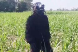 Move Over Scarecrows, Farmers in UP Are Donning Bear Costumes to Save Their Crops from Stray Animals