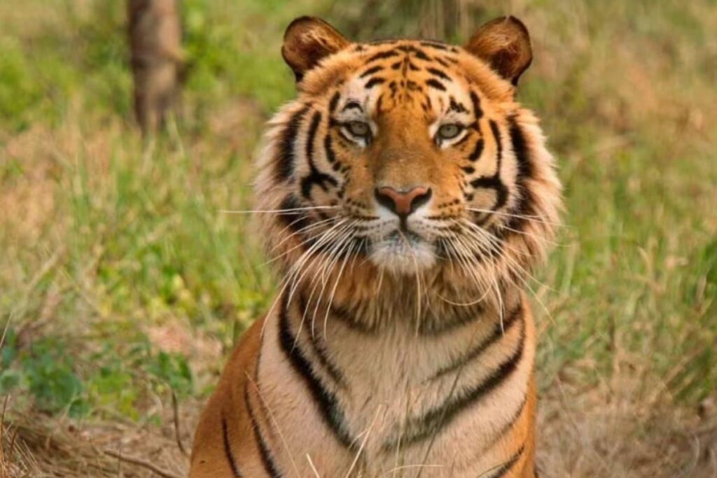 Tourism Activities In Rajasthan Tiger Reserves To Be Closed On Every Wednesday From July 1