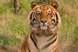 Tourism Activities In Rajasthan Tiger Reserves To Be Closed On Every Wednesday From July 1