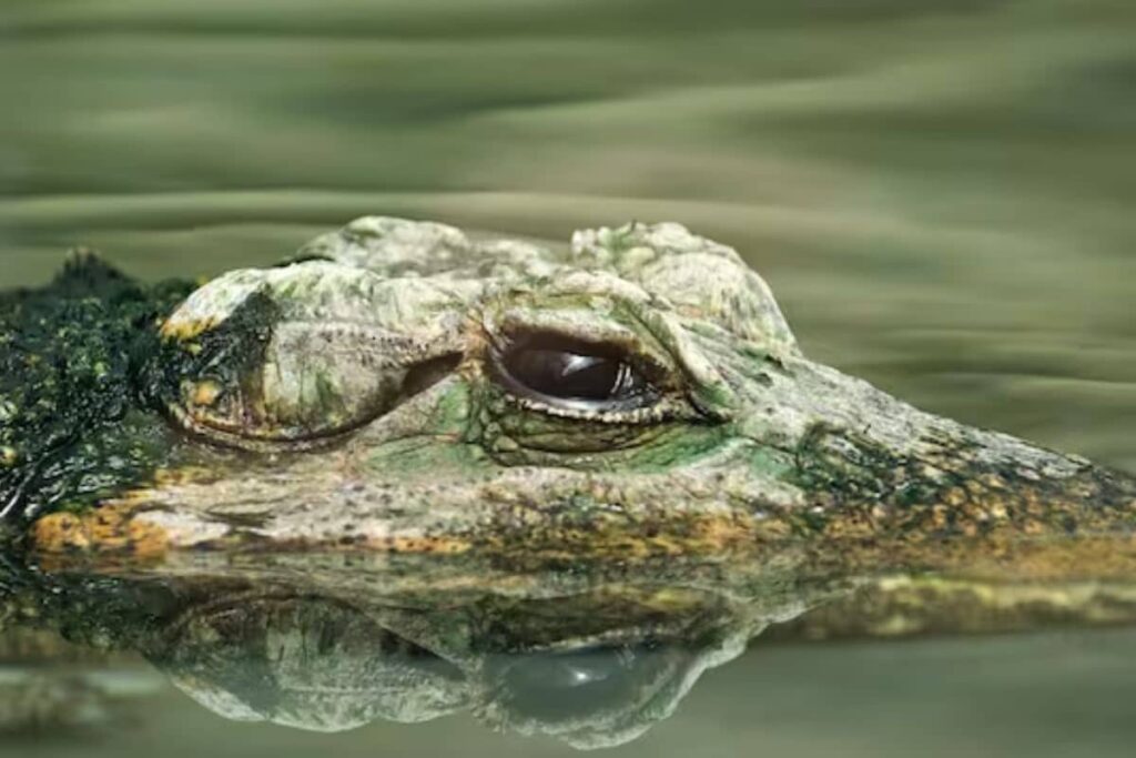 In Rare 'Virgin Birth', Crocodile Gets Pregnant Without Mating In Costa Rica