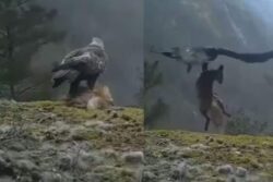 Watch: Golden Eagle Snatches Dead Fox With Its Claws And Flies With It