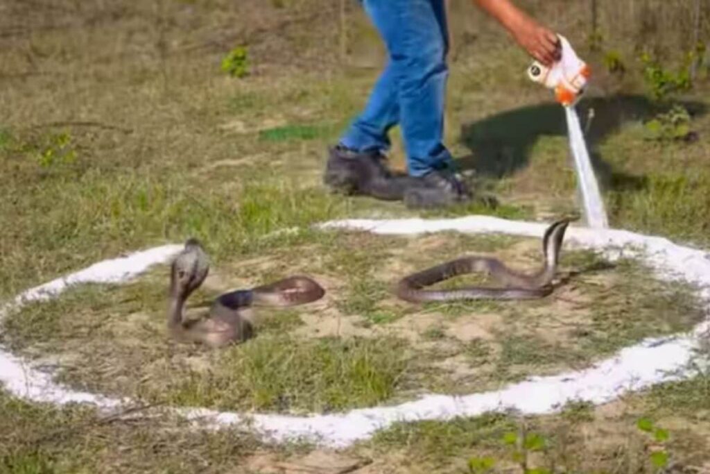 Does Salt Keep King Cobras Away? YouTuber Debunks The Myth