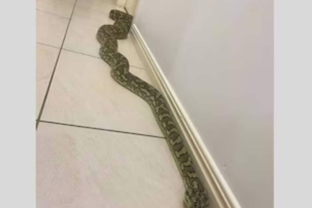 Aussie Couple Spots Giant 8-Foot Python Staring At Them; Watch