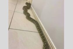 Aussie Couple Spots Giant 8-Foot Python Staring At Them; Watch