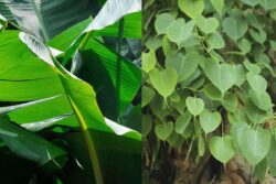 Peepal To Banana, 5 Trees Considered Sacred in Hinduism