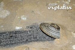 Ex-Intelligence Official Says US Collected UFOs: What are the Claims & Is There Truth to Them?