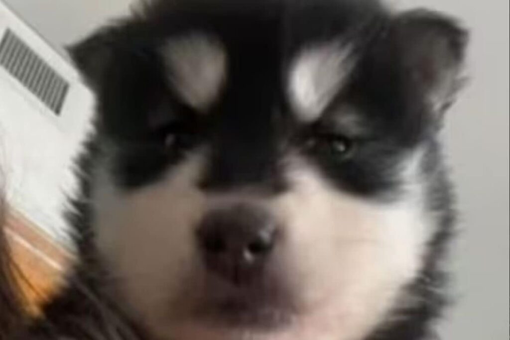 Woman Buys Pomeranian Puppy Only To Later Learn That It's A Wolf