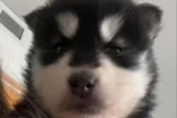 Woman Buys Pomeranian Puppy Only To Later Learn That It's A Wolf