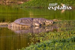 The Crocodile Decapitator: A 'Serial Killer' in Australia Has Put Authorities on Edge | Explained