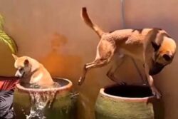 Video Of Dogs Beating The Summer Heat By Bathing Inside Drums Goes Viral