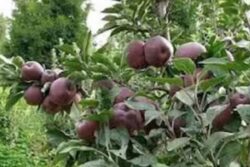 In Asia's Richest Village, Farmers Earn Up To Rs 80 Lakh Per Annum And It's In India