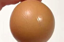 This One-In-A-Billion Perfectly Round Egg Costs Rs 78,000