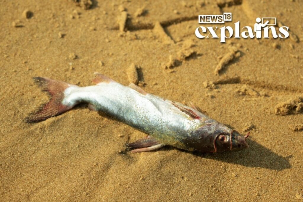 What Caused Thousands of Dead Fish to Wash Up Ashore on a Texas Beach? 'Mystery' Explained