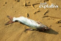 What Caused Thousands of Dead Fish to Wash Up Ashore on a Texas Beach? 'Mystery' Explained